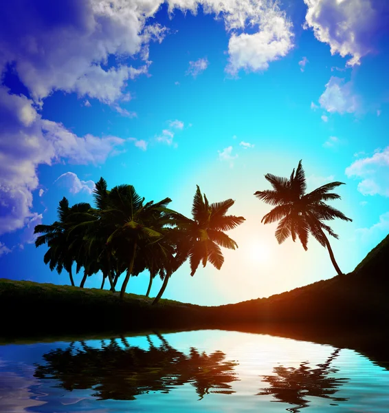 Palm trees a on  sunset background — Stock Photo, Image