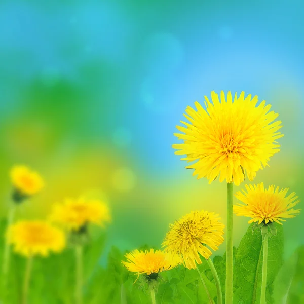 Pampelišky (taraxacum officinale) — Stock fotografie