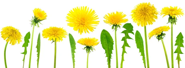 Dandelions (taraxacum officinale) — Stock Photo, Image