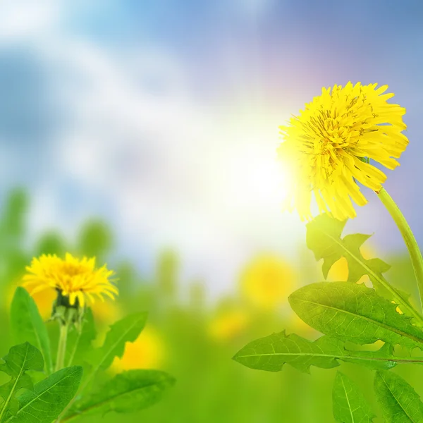 Dandelions (taraxacum officinale) — Stock Photo, Image