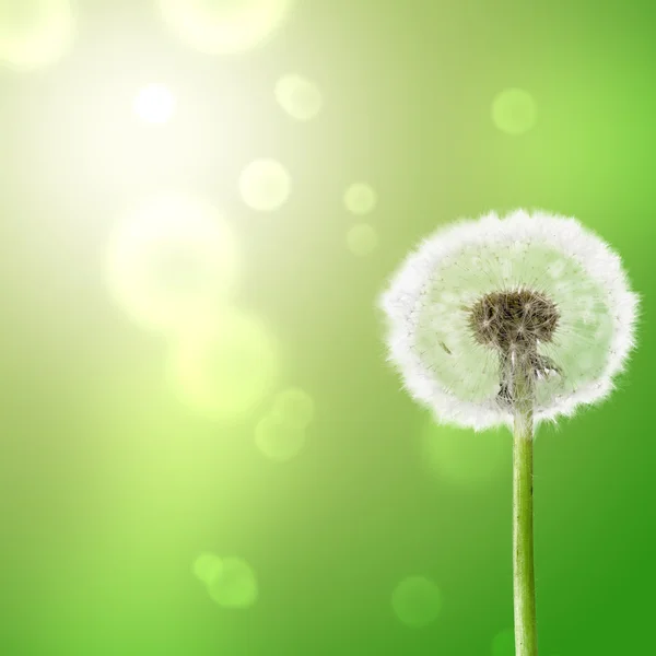 Dandelion — Stock Photo, Image