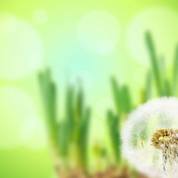 Dandelion — Stock Photo, Image