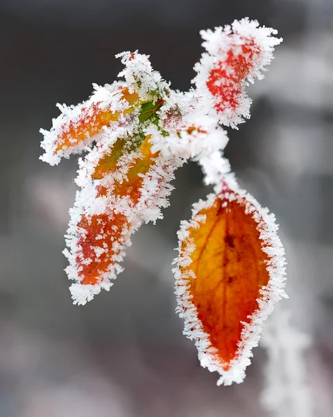 Rameaux et feuilles givrés — Photo