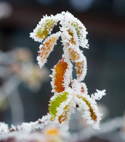 Frostat kvistar och blad — Stockfoto