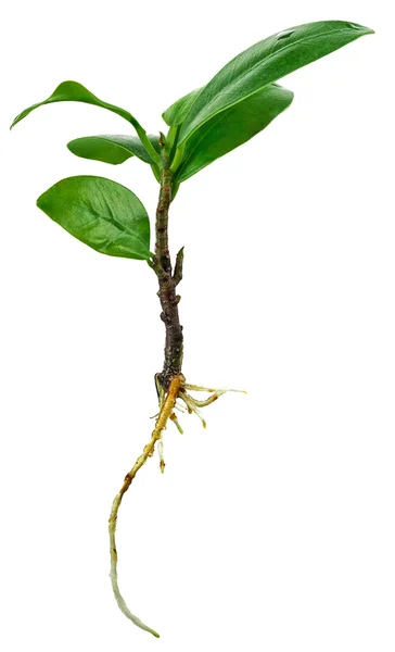 Ginseng ficus frischen Sprossen vor dem Pflanzen — Stockfoto