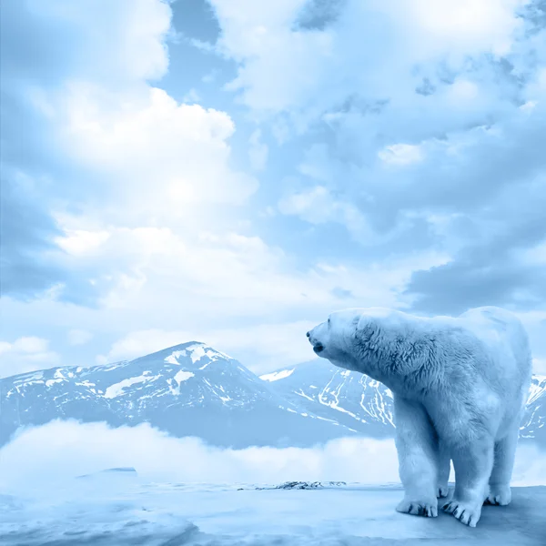 Kutup kutup ayısı, ursus maritimus — Stok fotoğraf