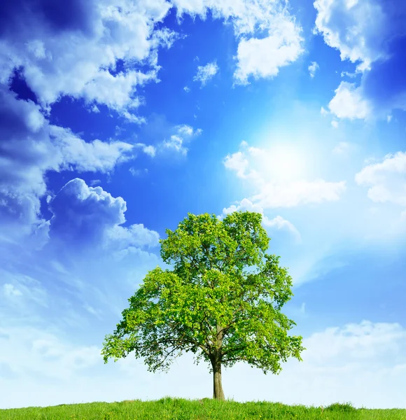 Albero solitario in primavera — Foto Stock