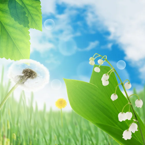 Lily of the valley — Stock Photo, Image