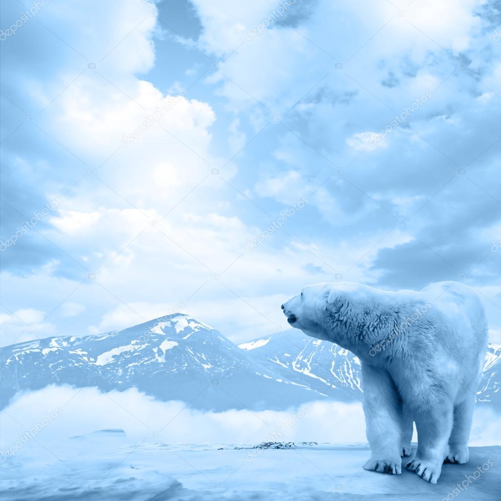 Arctic polar bear, Ursus maritimus