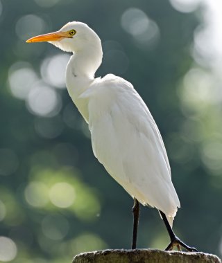 büyük balıkçıl (ardea alba )