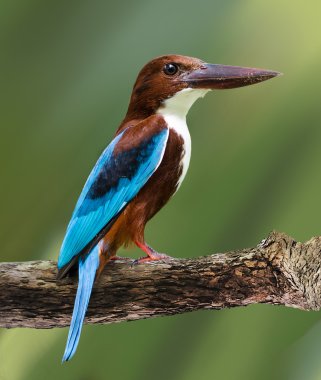 Sri Lanka'nın kuş