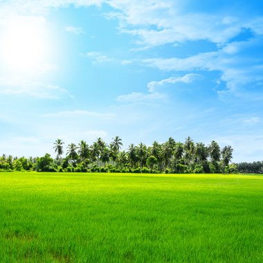 pirinç ve günbatımı 