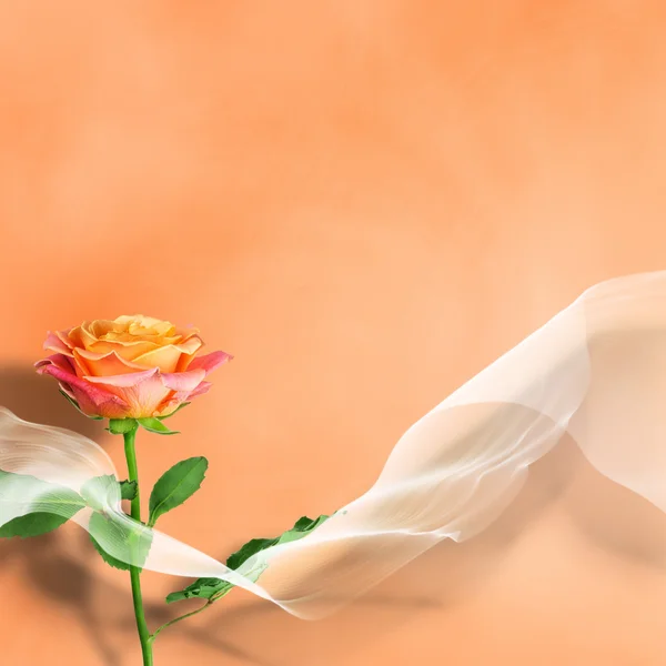 Schöne rosa Rose — Stockfoto