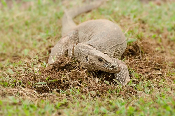 Drache, Bengalmonitor — Stockfoto