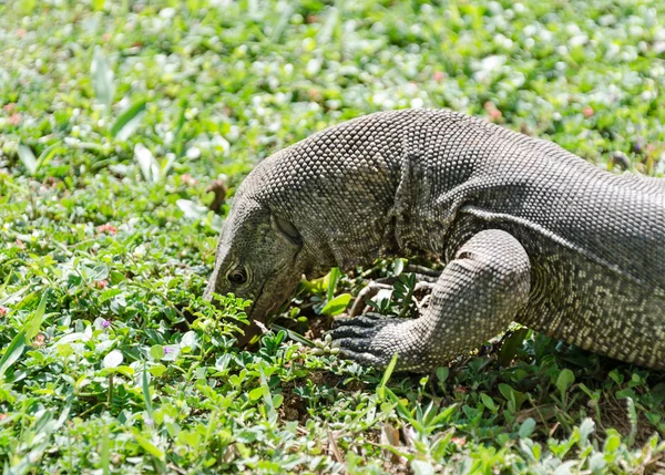 ドラゴン、ベンガルのモニター — ストック写真