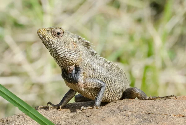 小さなドラゴン。自然の中のトカゲ, — ストック写真