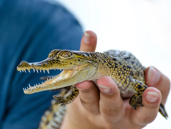 Крокодил в Шри-Ланке — стоковое фото