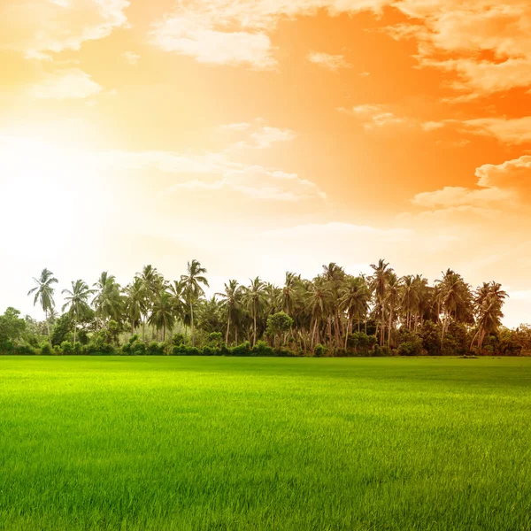 Feld von Reis und Sonnenuntergang — Stockfoto