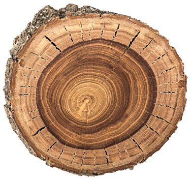 crossection of an  tree trunk clipart