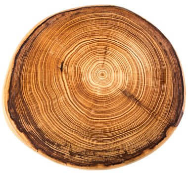 crossection of an  tree trunk clipart