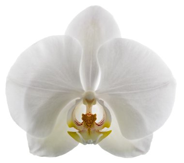 Beyaz Orkide çiçek