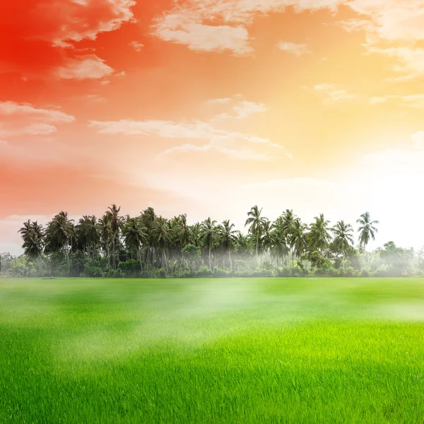 Campo de arroz y puesta de sol —  Fotos de Stock