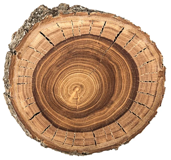 나무 줄기의 crossection — 스톡 사진