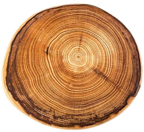 Crossection of an  tree trunk — Stock Photo, Image