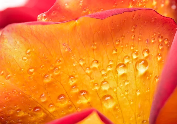 Drops of dew on a flower — Stock Photo, Image