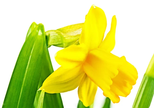 Paperwhite daffodils — Stock Photo, Image