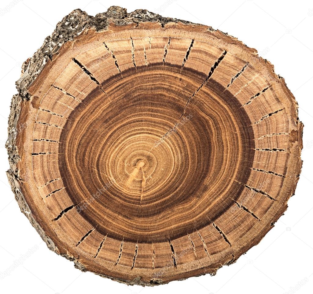 crossection of an  tree trunk