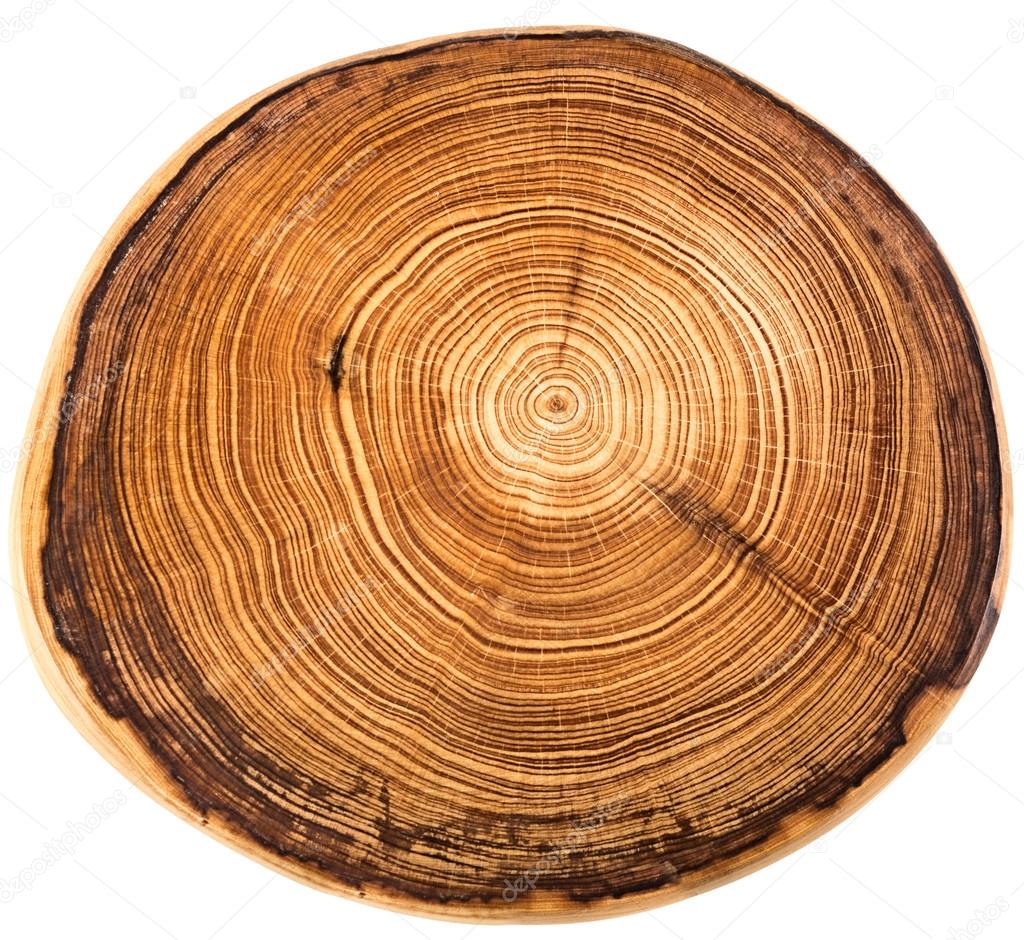 crossection of an  tree trunk