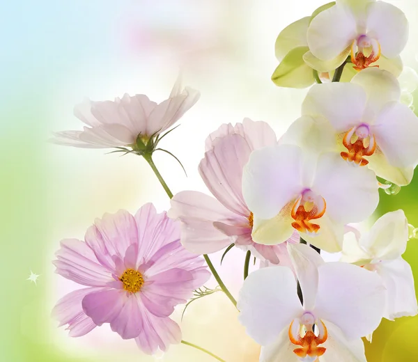 Beautiful flowers on abstract  light pink background — Stock Photo, Image