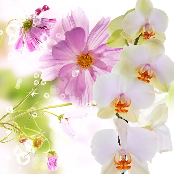 Schöne Blumen auf abstraktem hellrosa Hintergrund — Stockfoto