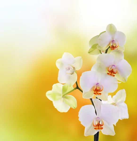 Vackra blommor på abstrakta ljus rosa bakgrund — Stockfoto