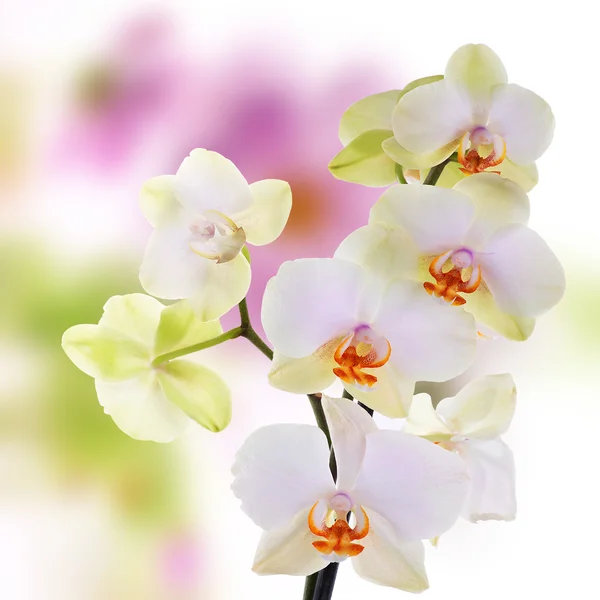 Beautiful flowers on abstract  light pink background — Stock Photo, Image