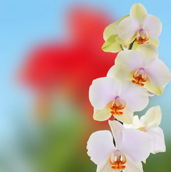 Beautiful flowers on abstract  light pink background — Stock Photo, Image