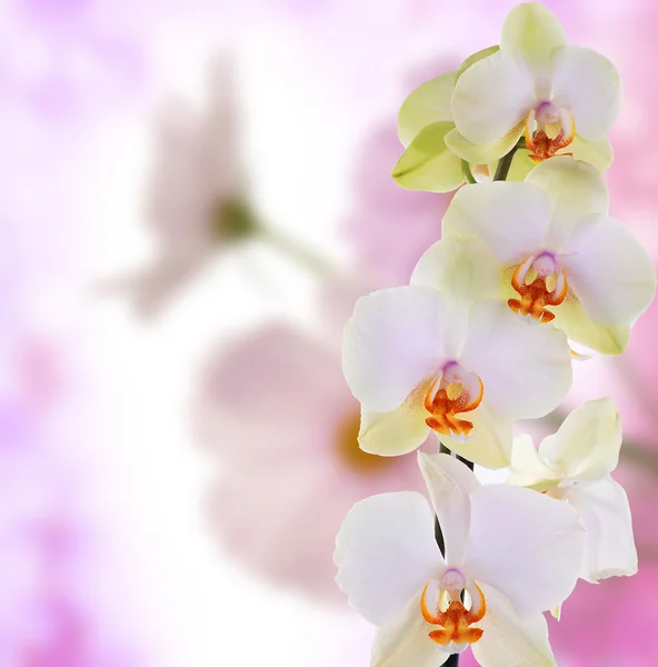 Mooie bloemen op abstracte lichte roze achtergrond — Stockfoto