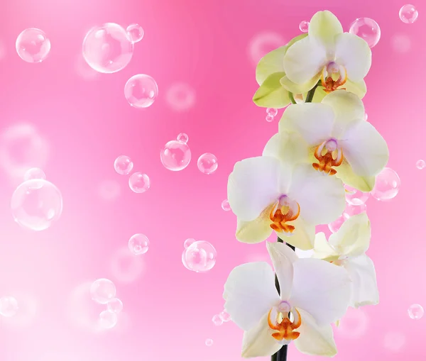 Beautiful flowers spring background — Stock Photo, Image