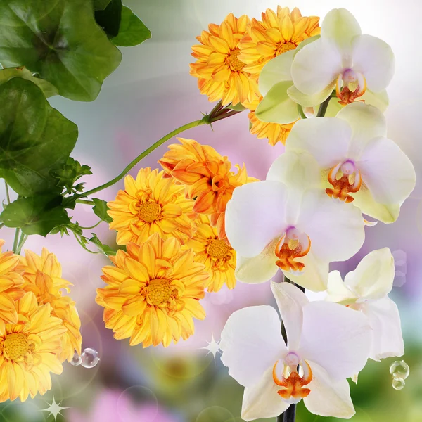 Hermosas flores fondo primavera — Foto de Stock