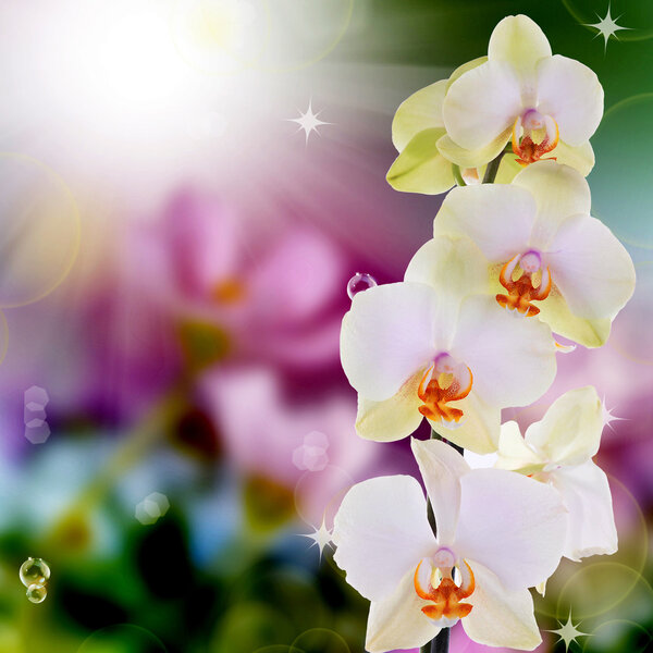 Beautiful flowers spring background