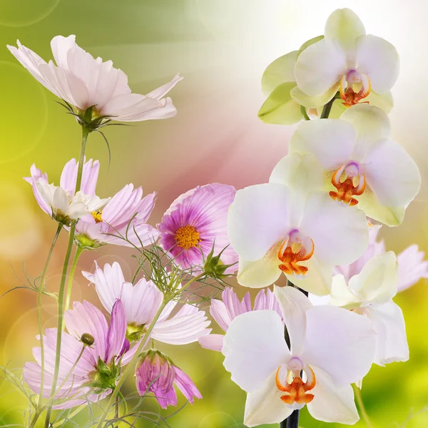 Beautiful flowers spring background — Stock Photo, Image