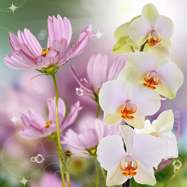 Beautiful flowers spring background — Stock Photo, Image