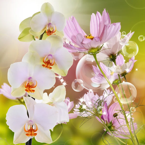 Hermosas flores fondo primavera —  Fotos de Stock