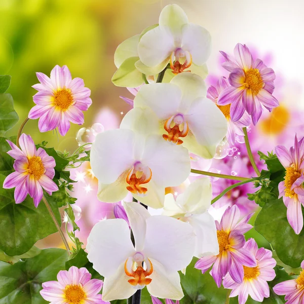Красивые цветы весной фон — стоковое фото