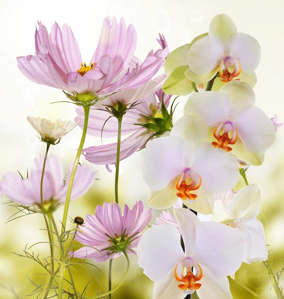 Красиві квіти весняний фон — стокове фото