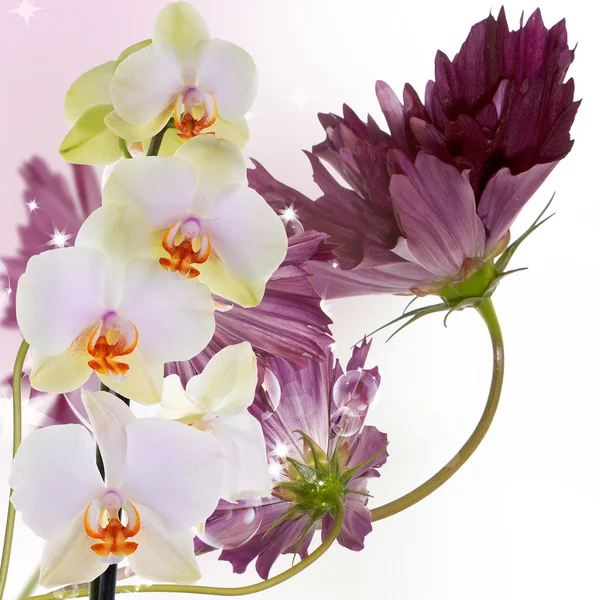 Bellissimo Bouquet Fiori Rosa — Foto Stock