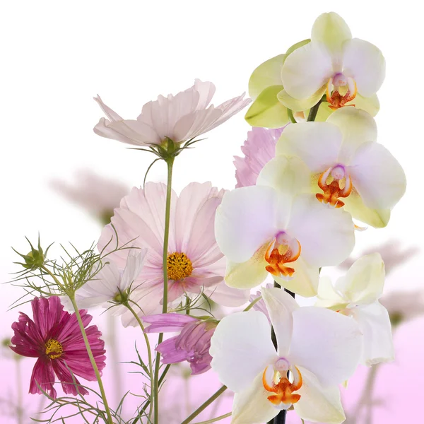エキゾチックな美しい花の背景 — ストック写真