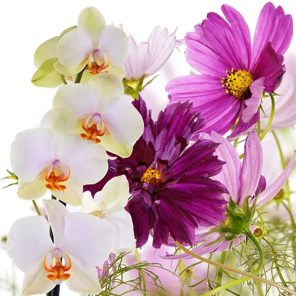Exotische mooie bloem achtergrond — Stockfoto