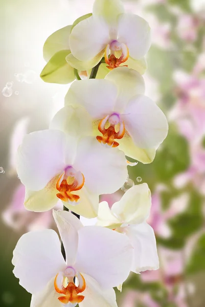 Mooie exotische bloem-orchidee — Stockfoto